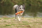 blue-merle Border Collie
