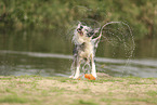 blue-merle Border Collie
