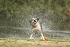 blue-merle Border Collie