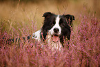 schwarz-weier Border Collie