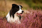 schwarz-weier Border Collie