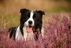 schwarz-weier Border Collie