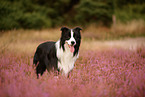 schwarz-weier Border Collie