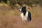 schwarz-weier Border Collie