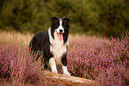 schwarz-weier Border Collie