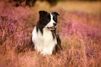 schwarz-weier Border Collie