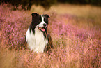 schwarz-weier Border Collie