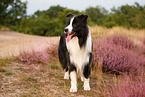 schwarz-weier Border Collie