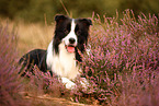 schwarz-weier Border Collie