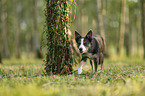 Border Collie Hndin