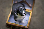 Border Collie Welpe