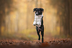 Border Collie im Herbst