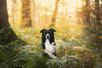 Border Collie im Herbst