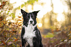 Border Collie im Herbst
