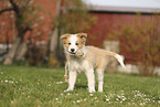 Border Collie Welpe