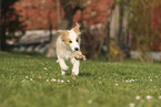 Border Collie Welpe