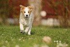 Border Collie Welpe