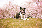 Border Collie
