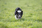Border Collie