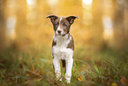 junger Border Collie