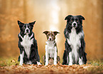 Border Collies