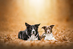 Border Collies
