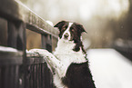 Border Collie