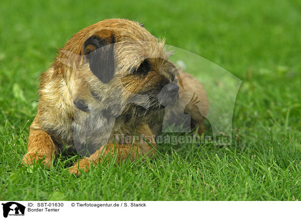 Border Terrier / Border Terrier / SST-01630