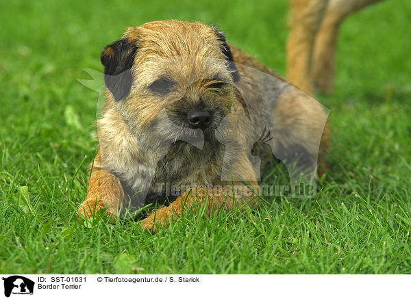 Border Terrier / Border Terrier / SST-01631