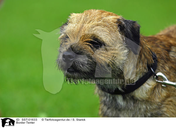 Border Terrier / Border Terrier / SST-01633