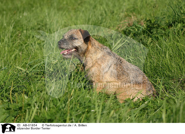 sitzender Border Terrier / AB-01854
