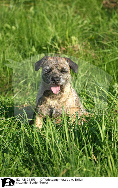 sitzender Border Terrier / AB-01855