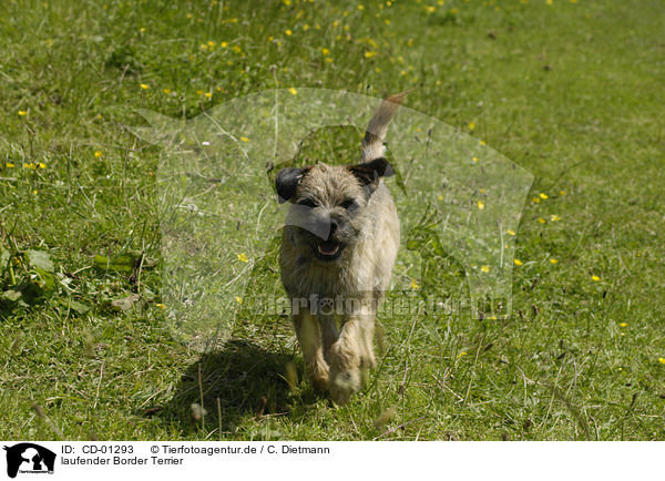 laufender Border Terrier / walking Border Terrier / CD-01293