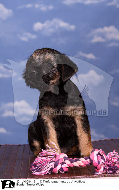 Border Terrier Welpe / Border Terrier Puppy / JH-08442