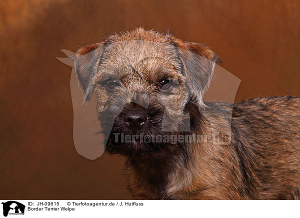Border Terrier Welpe / Border Terrier Puppy / JH-09615