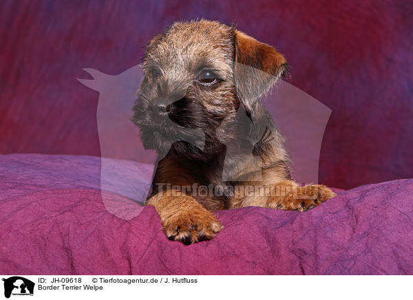 Border Terrier Welpe / Border Terrier Puppy / JH-09618
