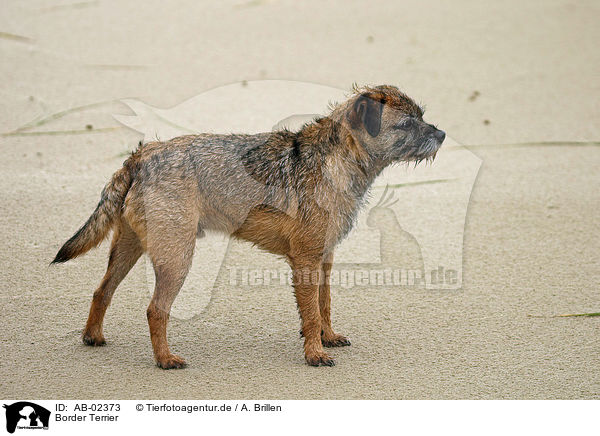 Border Terrier / AB-02373