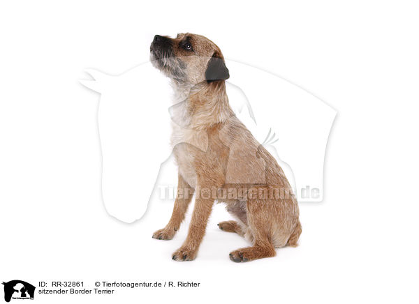 sitzender Border Terrier / sitting Border Terrier / RR-32861