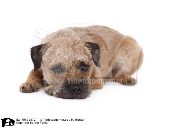 liegender Border Terrier / lying Border Terrier / RR-32872