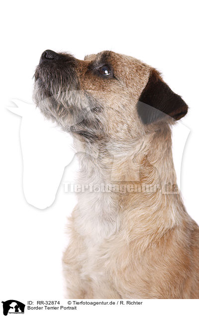 Border Terrier Portrait / Border Terrier Portrait / RR-32874