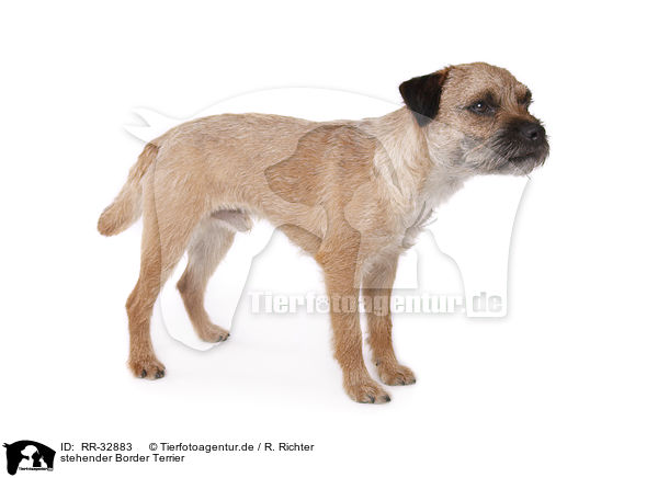 stehender Border Terrier / standing Border Terrier / RR-32883