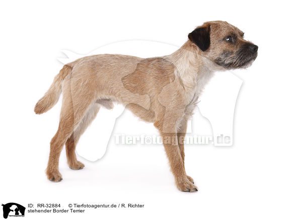 stehender Border Terrier / standing Border Terrier / RR-32884