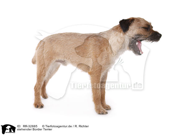 stehender Border Terrier / standing Border Terrier / RR-32885
