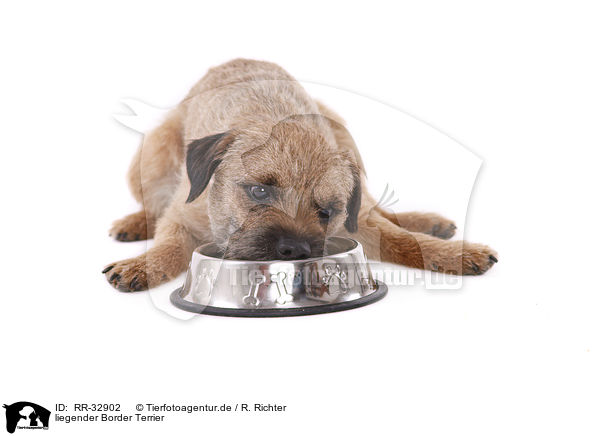 liegender Border Terrier / lying Border Terrier / RR-32902