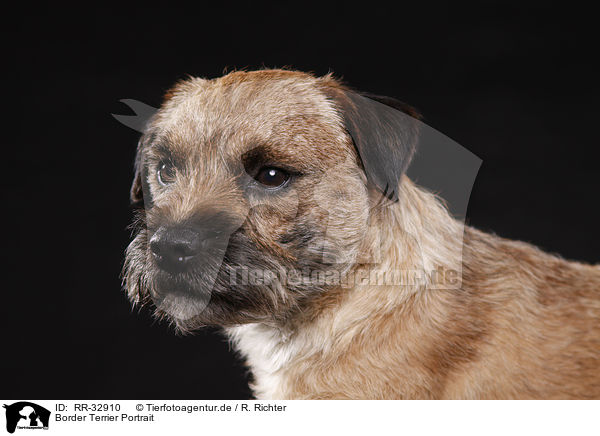 Border Terrier Portrait / Border Terrier Portrait / RR-32910