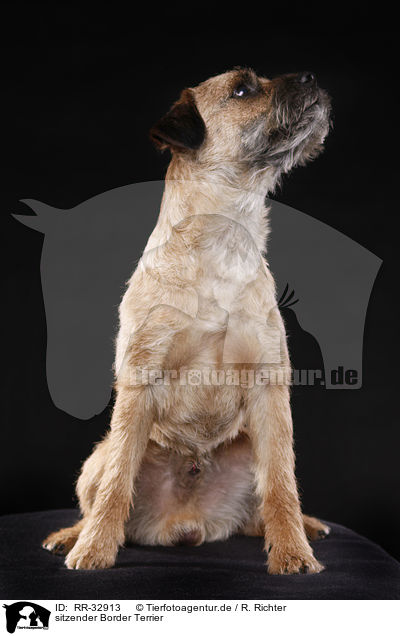 sitzender Border Terrier / sitting Border Terrier / RR-32913