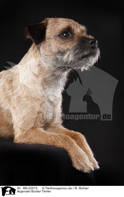 liegender Border Terrier / lying Border Terrier / RR-32915
