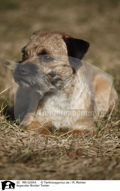 liegender Border Terrier / lying Border Terrier / RR-32954