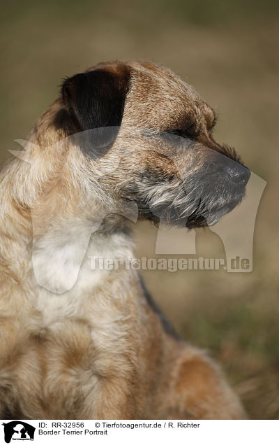 Border Terrier Portrait / Border Terrier Portrait / RR-32956