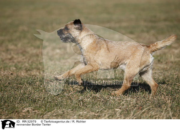rennender Border Terrier / running Border Terrier / RR-32979